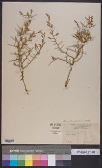 Pleiacanthus spinosus image