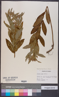 Pluchea baccharis image