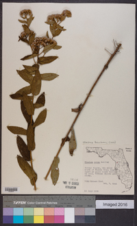 Pluchea baccharis image