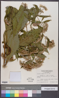 Pluchea camphorata image