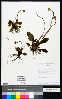 Media resource of Podocoma hieracifolia