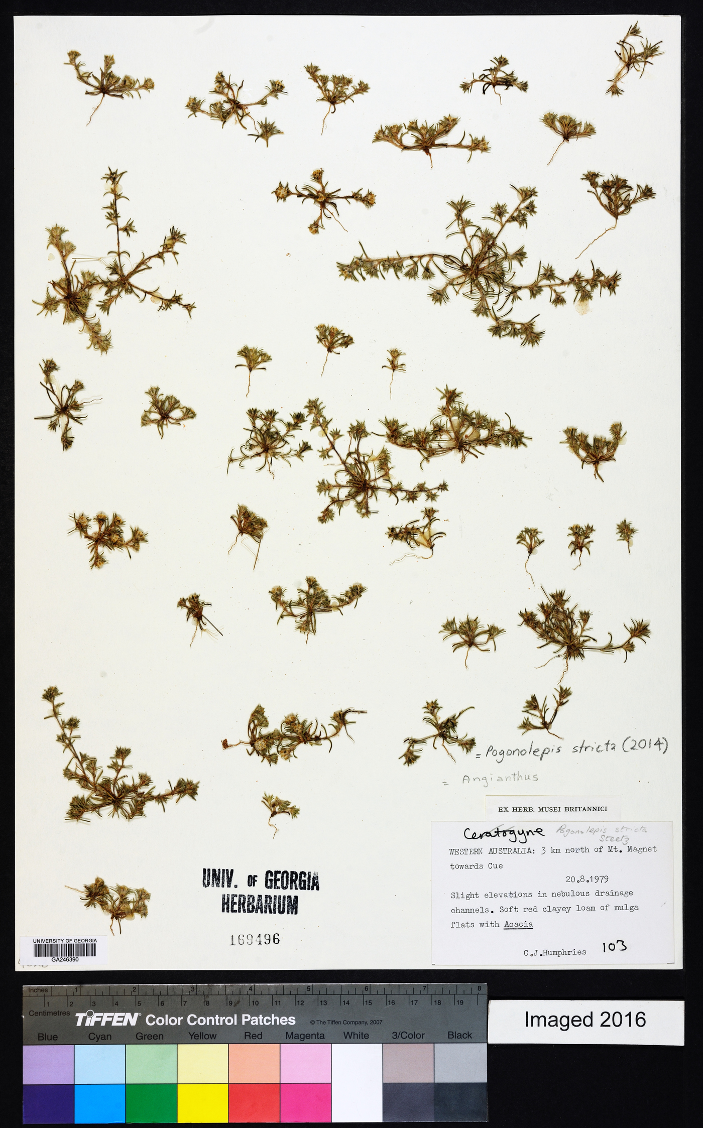 Pogonolepis image