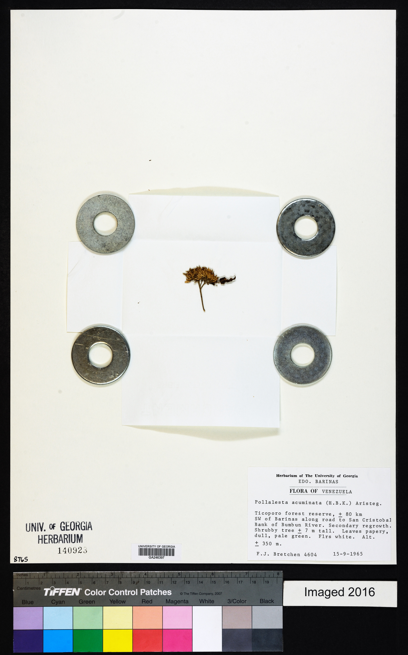 Piptocoma acuminata image