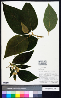 Piptocoma acuminata image