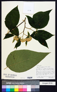 Piptocoma acuminata image