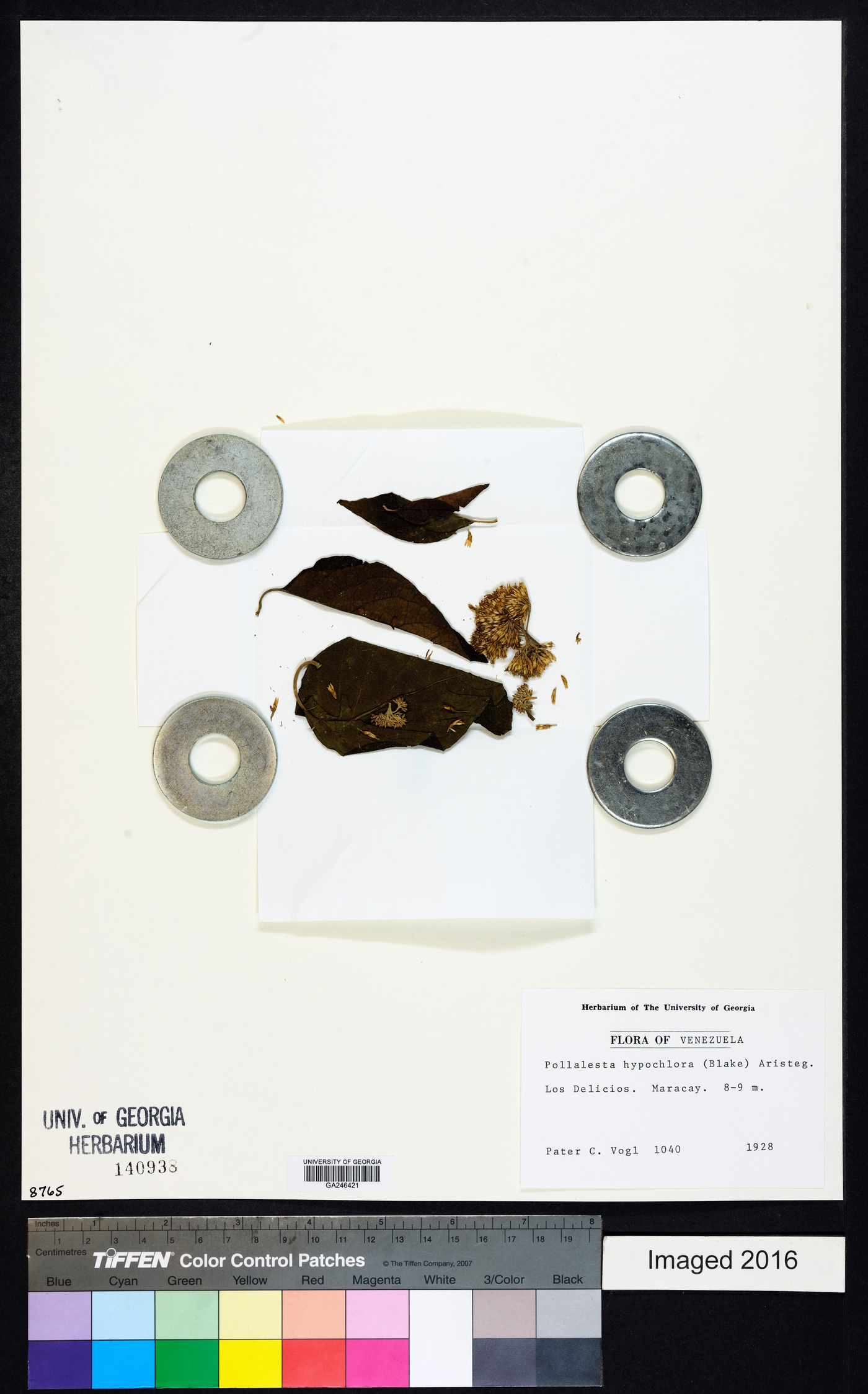 Piptocoma hypochlora image