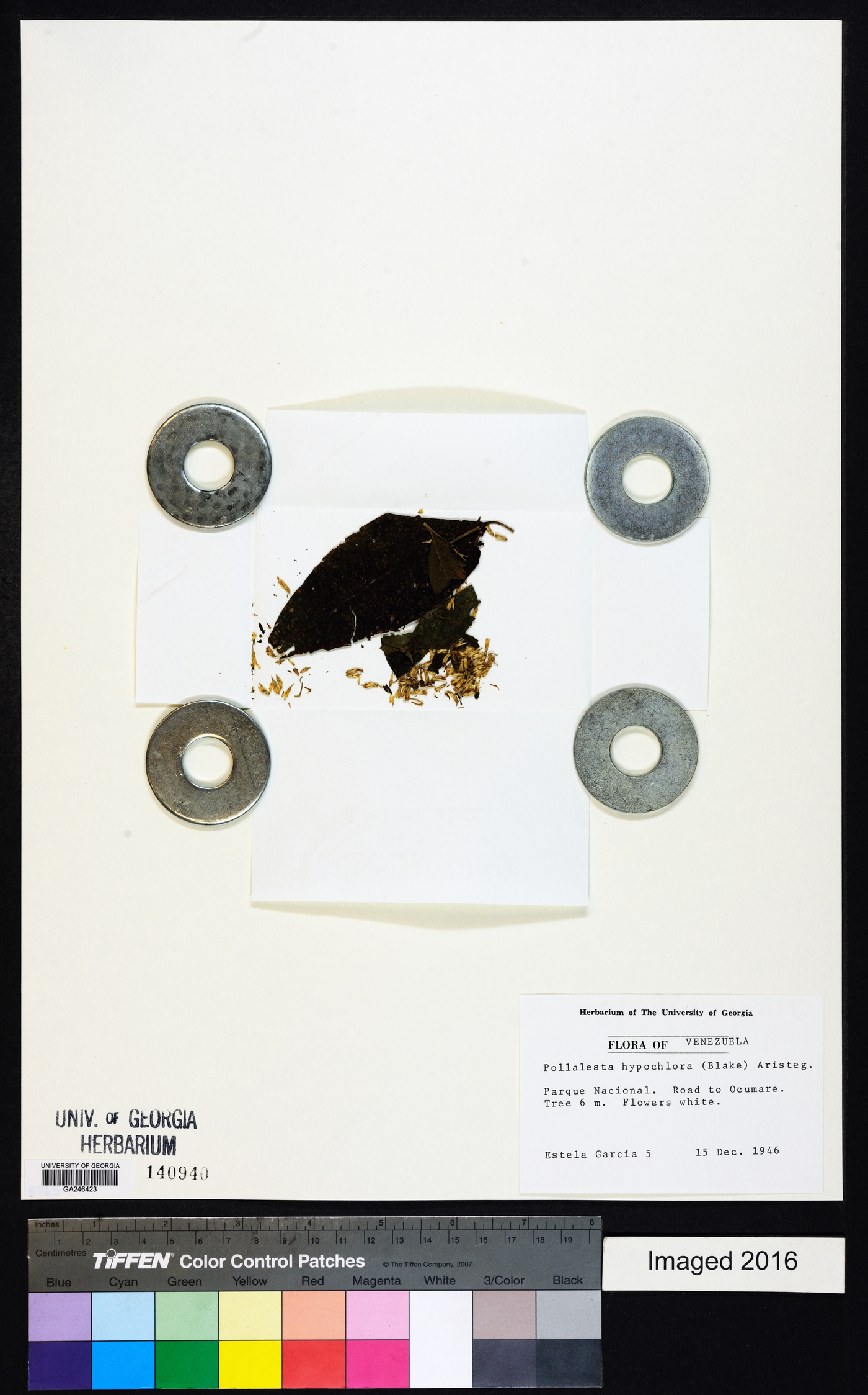 Piptocoma hypochlora image