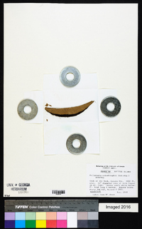 Piptocoma schomburgkii image