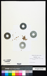 Piptocoma schomburgkii image