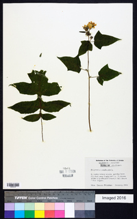 Polymnia canadensis image