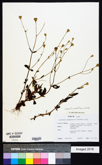 Praxelis grandiflora image