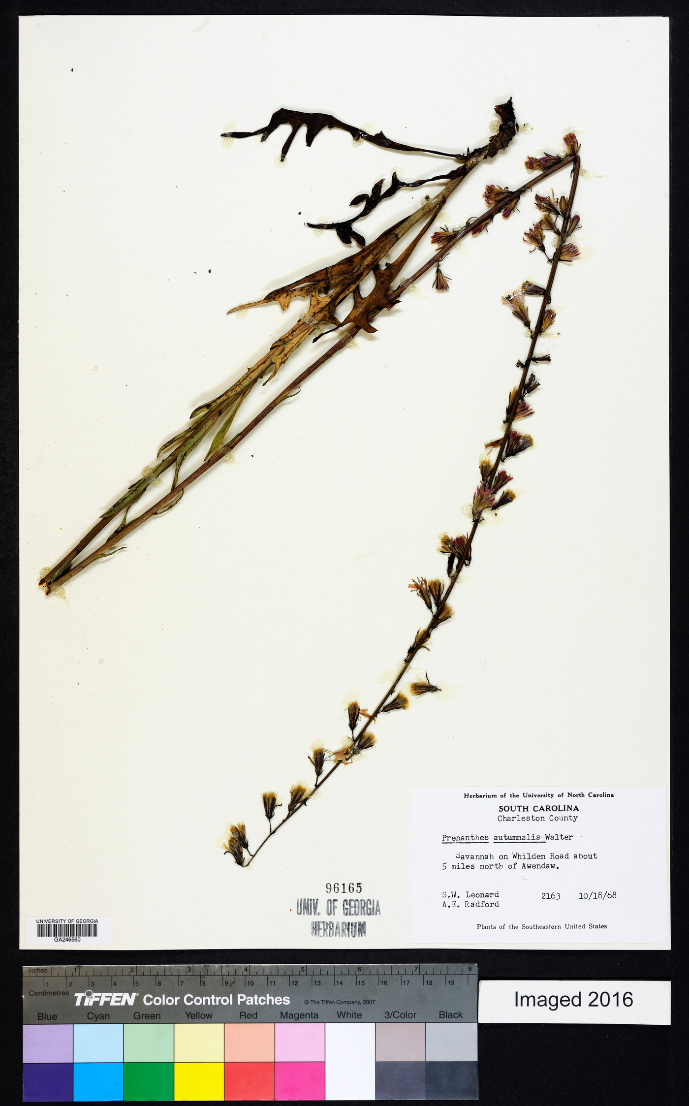 Nabalus autumnalis image