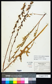 Nabalus autumnalis image