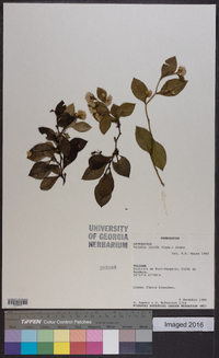 Psiadia lucida image