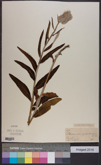 Pterocaulon pycnostachyum image