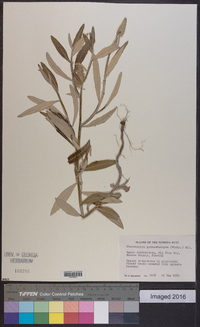 Pterocaulon pycnostachyum image