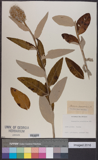 Pterocaulon pycnostachyum image
