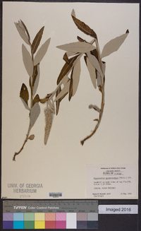 Pterocaulon pycnostachyum image
