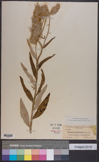 Pterocaulon pycnostachyum image