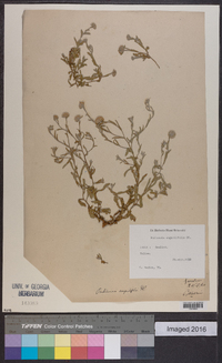 Image of Pulicaria angustifolia
