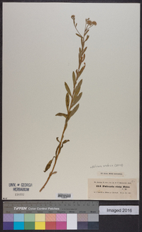 Pulicaria arabica image