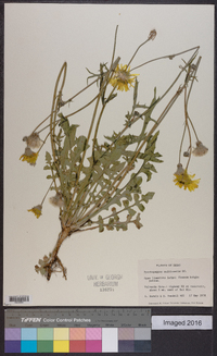 Pyrrhopappus pauciflorus image