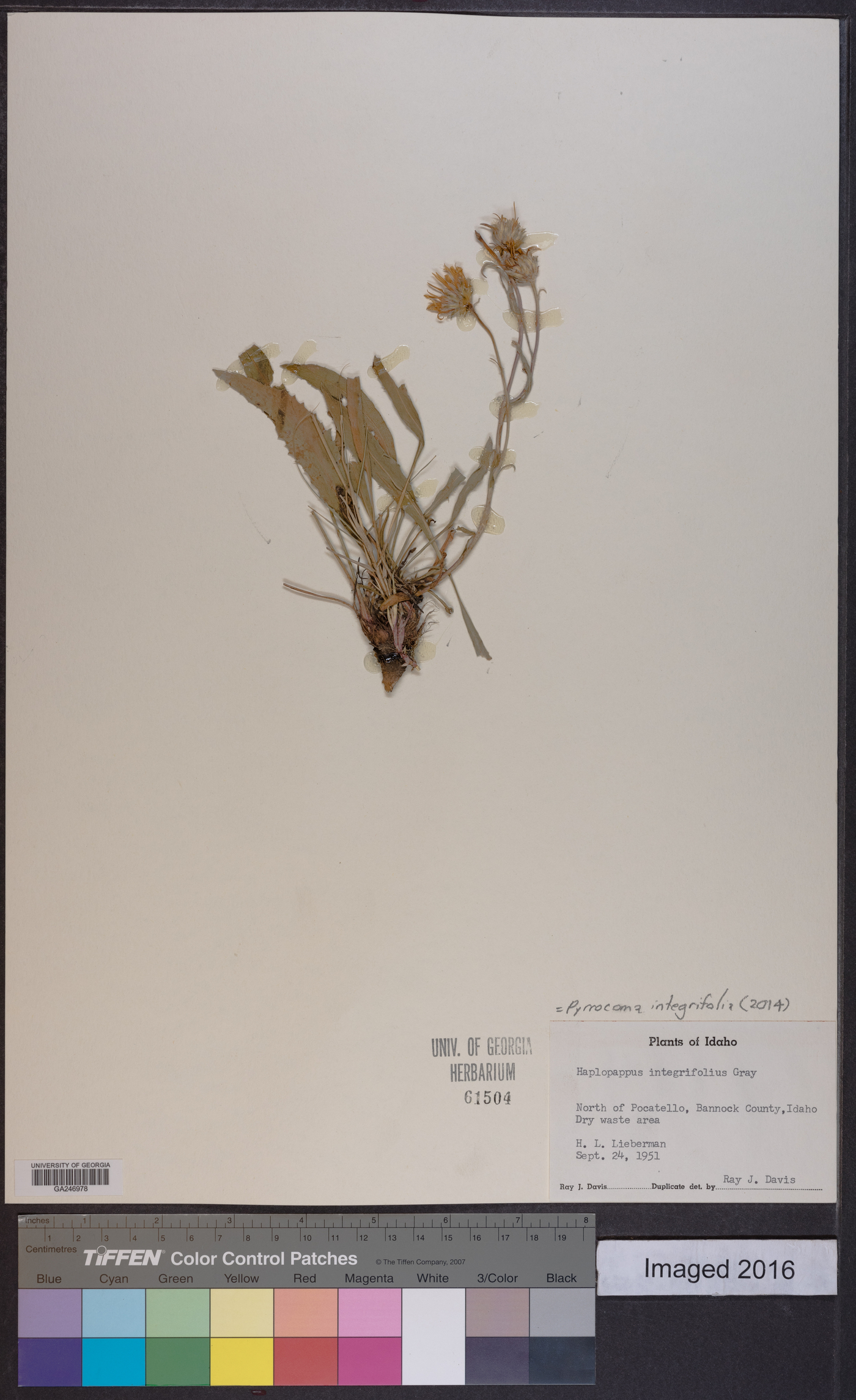 Pyrrocoma integrifolia image