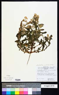 Rhodanthe moschata image