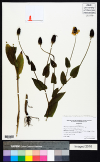 Rudbeckia amplexicaulis image