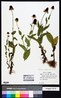 Rudbeckia amplexicaulis image