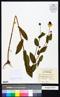 Rudbeckia amplexicaulis image