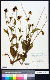 Rudbeckia amplexicaulis image