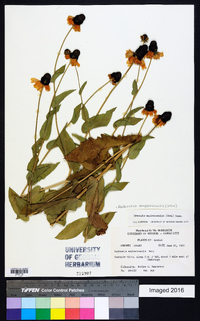 Rudbeckia amplexicaulis image