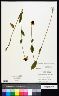 Rudbeckia amplexicaulis image