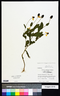 Rudbeckia amplexicaulis image