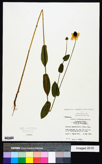 Rudbeckia amplexicaulis image