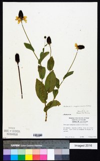 Rudbeckia amplexicaulis image