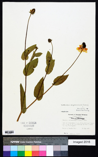 Rudbeckia amplexicaulis image