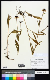 Rudbeckia fulgida image