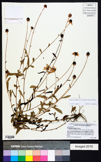 Rudbeckia fulgida image