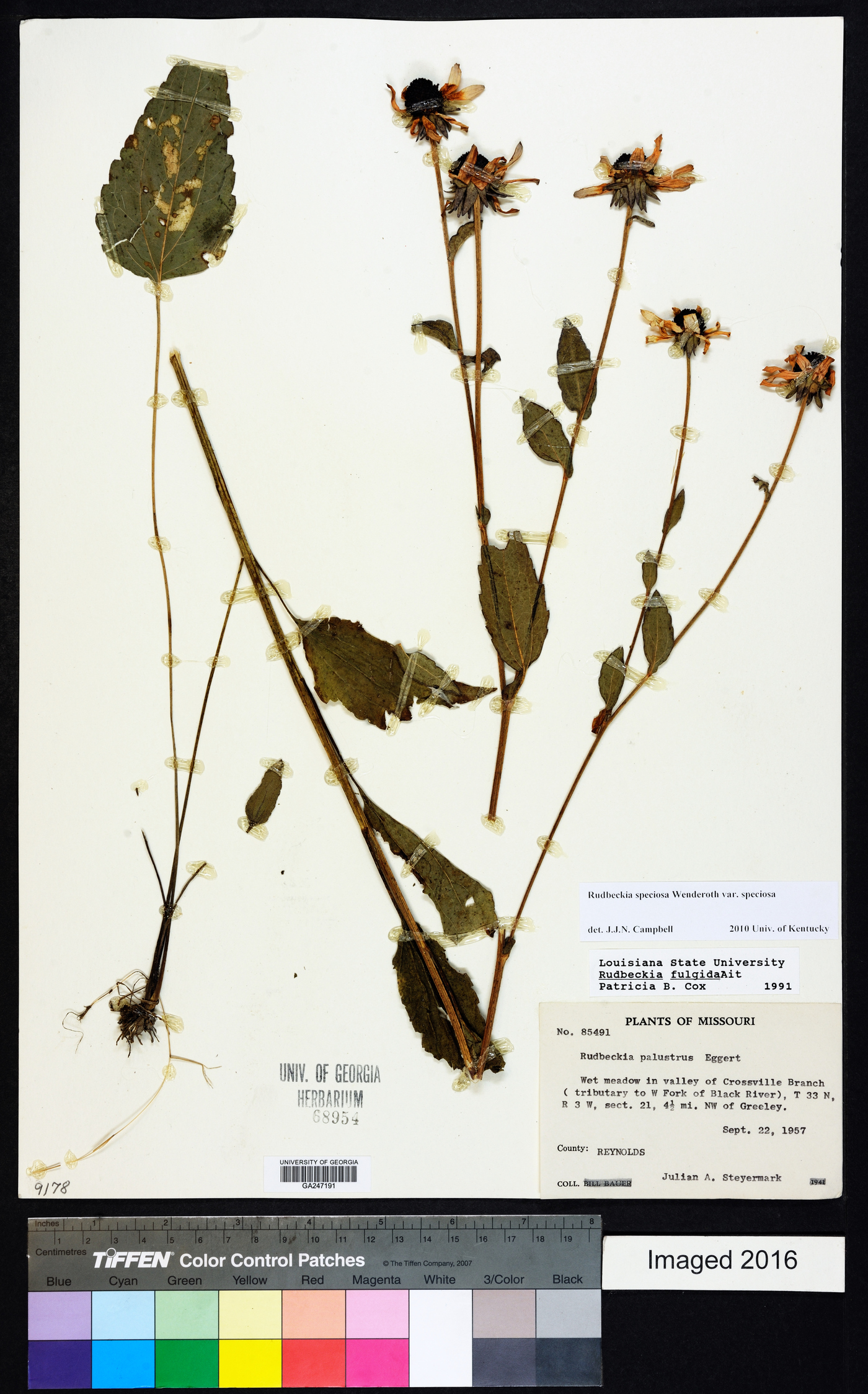 Rudbeckia fulgida var. speciosa image