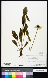 Rudbeckia grandiflora image