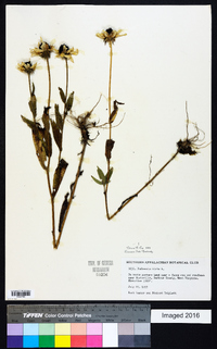 Rudbeckia grandiflora image