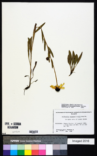 Rudbeckia missouriensis image