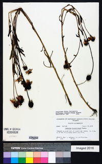 Rudbeckia missouriensis image