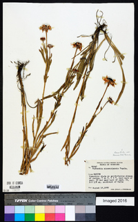 Rudbeckia missouriensis image