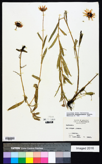 Rudbeckia missouriensis image