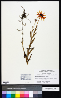 Rudbeckia missouriensis image