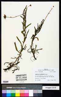 Rudbeckia missouriensis image