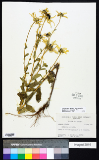 Rudbeckia mollis image